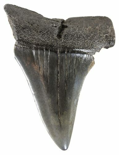 Fossil Mako Shark Tooth - South Carolina #54152